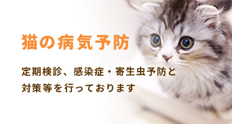 cbanner-cat