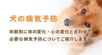 cbanner-dog